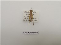 藏品(直翅目(2))的圖片